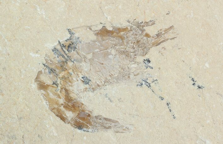 Cretaceous Fossil Shrimp - Lebanon #69979
